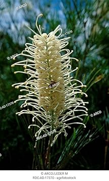 White Grevillea Robusta Flower Seeds Flower seeds for Planting Long Bloom Season Heirloom & GMO Free Seeds for Home Garden 
 
 Sale for planting in home garden