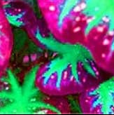 Mix Pink Caladium Flower seeds for Planting - Fragrant Blossoms, Heirloom & GMO Free Seeds for Home Garden
 
 Sale seeds for home garden