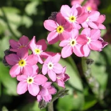 Pink Myosotis Flower seeds for Planting - Pollinator Friendly, Heirloom & GMO Free Seeds for Home Garden
 
 Sale seeds for home garden