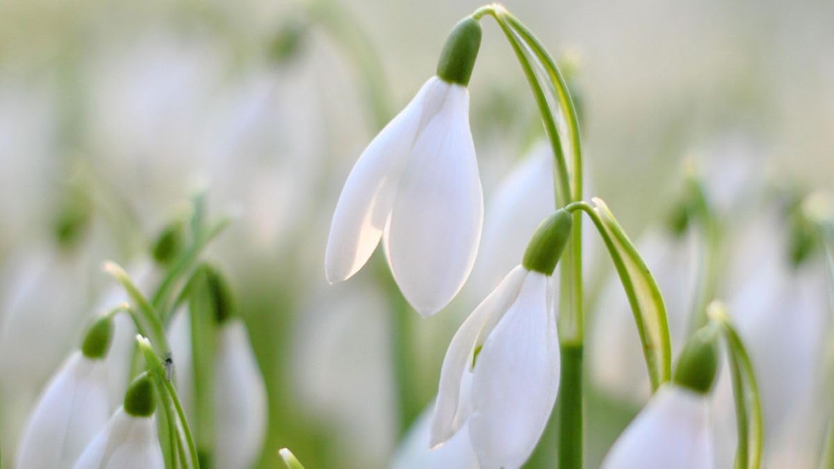 Snowdrop (Snowdrop Flower) seeds for planting in home garden