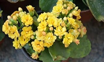 Yellow Kalanchoe Flower seeds for Planting - Fragrant Blossoms, Heirloom & GMO Free Seeds for Home Garden
 
 Sale seeds for home garden