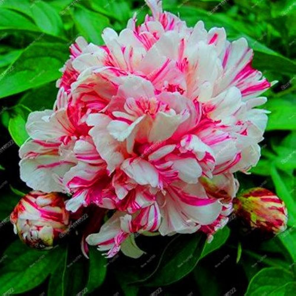 Peony Flower Seeds for classic, bold garden blooms