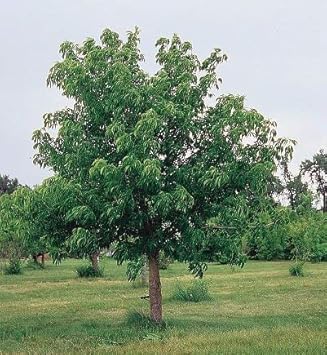 Aesculus Pavia Flower seeds for Planting - Compact Growth, Heirloom & GMO Free Seeds for Home Garden
 
 Sale for planting in home garden.