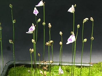 Utricularia Arenaria Flower seeds for Planting - Cottage Garden Essential, Heirloom & GMO Free Seeds for Home Garden
 
 Sale for planting in home garden.