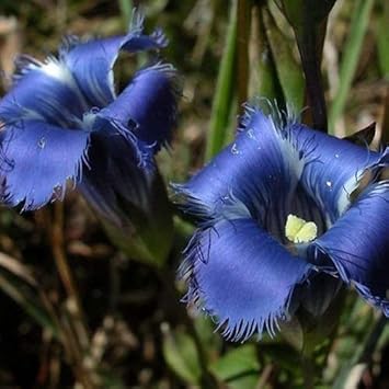 Blue Gentian Fringed Flower seeds for Planting - Fragrant Blossoms, Heirloom & GMO Free Seeds for Home Garden
 
 Sale seeds for planting in home garden