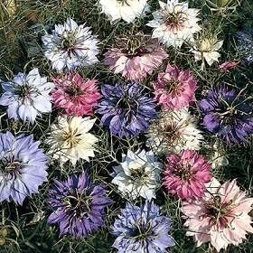 Nigella Love in the Mist Mixed Colors seeds for vibrant blooms