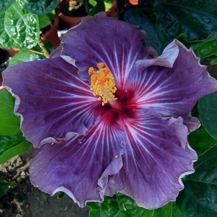 Purple Rainbow Hibiscus Flower Seeds For Planting - Add Exotic Flair To Your Garden With Colorful