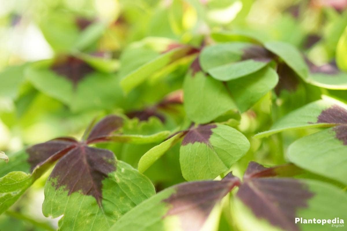 Green Purple Four Leaf Clover Flower seeds for Planting Home Garden Favorite Heirloom & GMO Free Seeds For Home Garden 
 
 Sale for planting in home garden