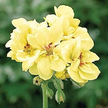 Light Yellow Geraniums Flower seeds for Planting - Compact Growth, Heirloom & GMO Free Seeds for Home Garden
 
 Sale for planting in home garden