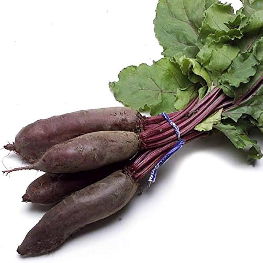 Cylindra Beetroot Beta vulgaris for planting in vegetable patch
