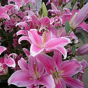 Red Geranium Flores Flower Seeds for Planting Hardy Variety Heirloom & GMO Free Seeds for Home Garden
 
 Sale for planting in home garden