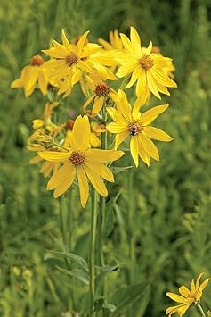 Verbesina Occidentalis Flower seeds for Planting Pollinator Friendly Heirloom & GMO Free Seeds for Home Garden 
 
 Sale for planting in home garden