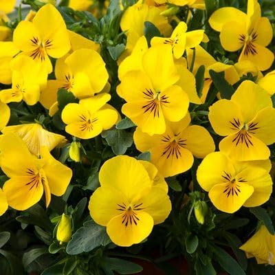 Brighten Your Garden With Calibrachoa Flower Seeds - Planting Yellow Blooms For Stunning