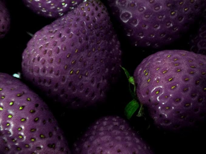 Purple Strawberry Seeds For Planting Fruit