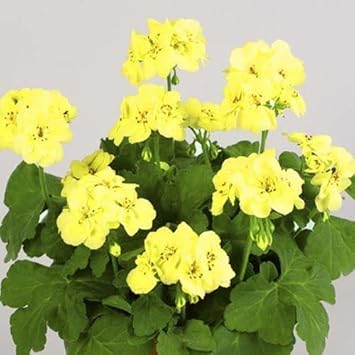 Yellow Pelargonium Flower seeds for Planting - Wildflower Mix, Heirloom & GMO Free Seeds for Home Garden
 
 Sale for planting in home garden.