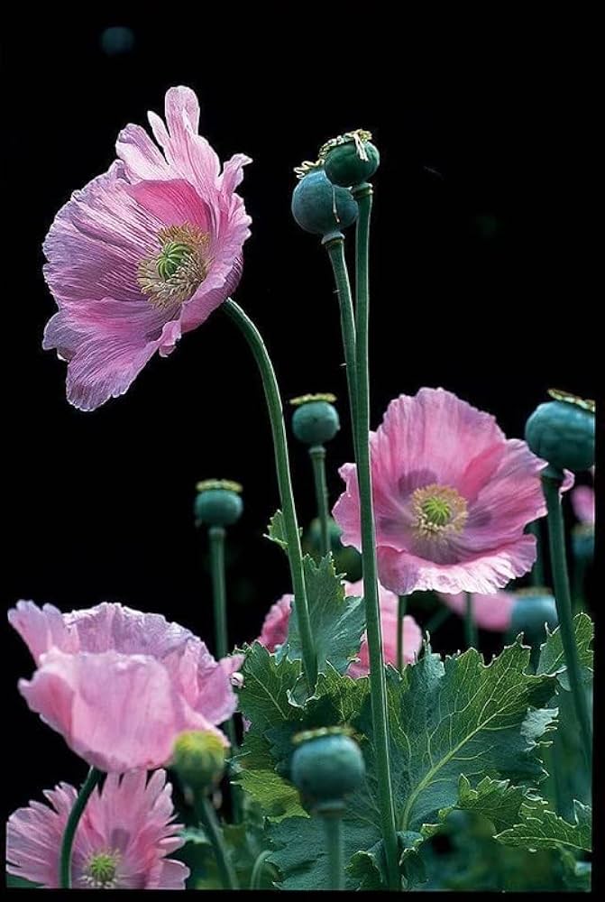 Poppy Papaver somniferum for planting in garden