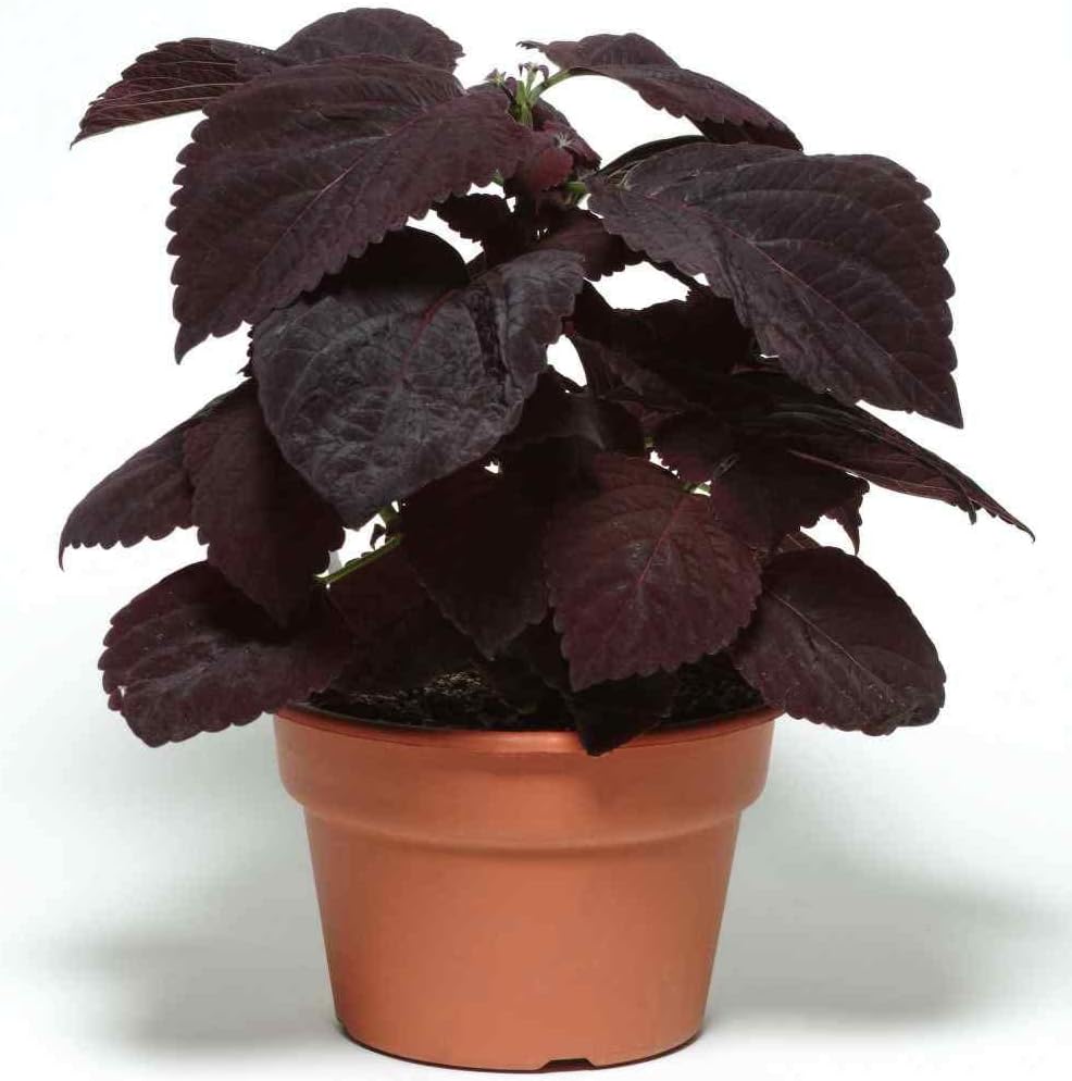 Burgundy Coleus Flower seeds for Planting Long Bloom Season Heirloom & GMO Free Seeds for Home Garden 
 
 Sale seeds for home garden planting