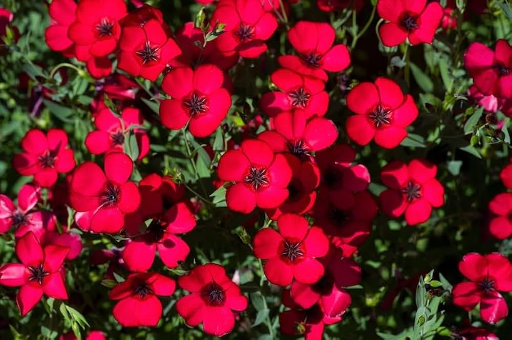 Scarlet Flax Linum grandiflorum for planting in flower bed