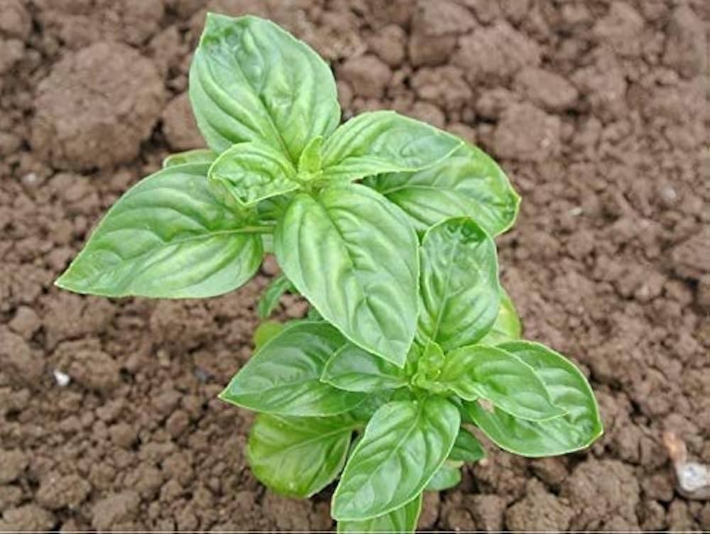 Italian Classic Basil Ocimum basilicum for planting in herb garden