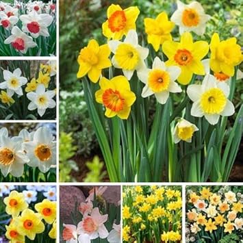 Yellow Aubrieta Flower Seeds for Planting Drought Tolerant Heirloom & GMO Free Seeds for Home Garden
 
 Sale for planting in home garden