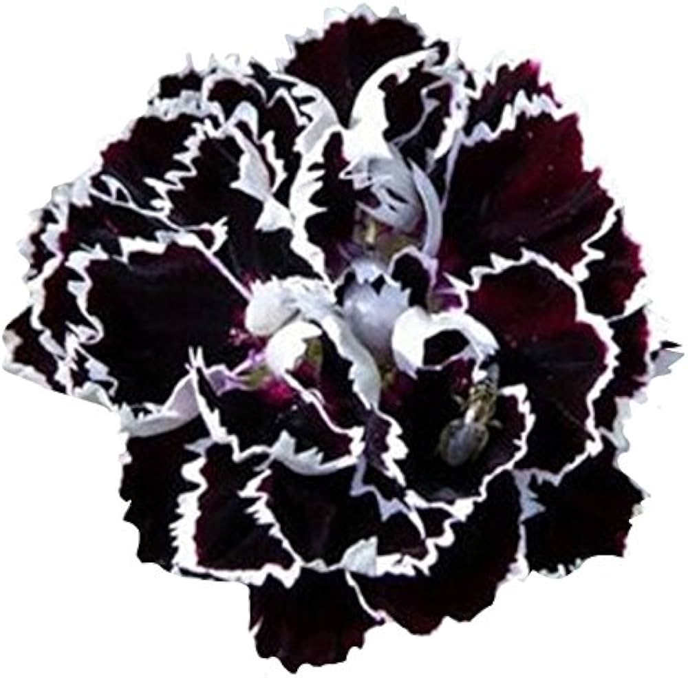 Premium Carnation Seeds For Planting - Dark Flower Variety