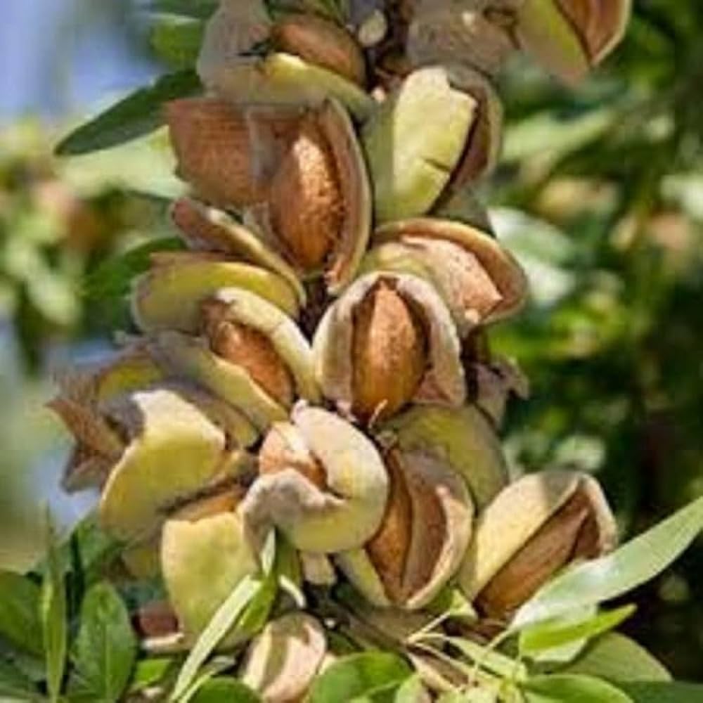 Almond Tree Seeds & Planting Growth Kit