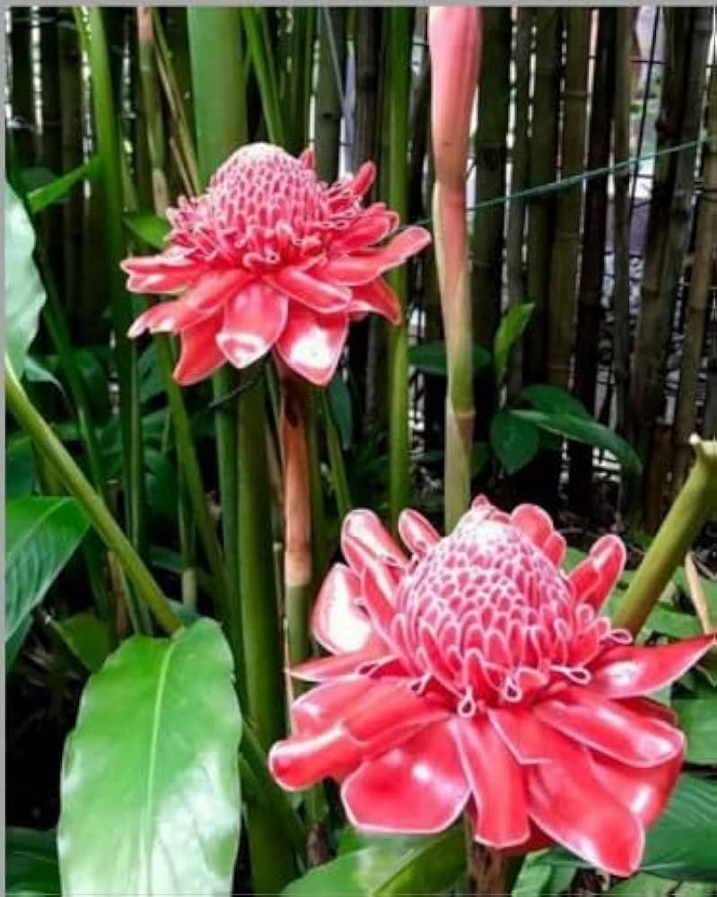 Pink Torch Ginger Seeds For Vibrant Tropical Planting Flower