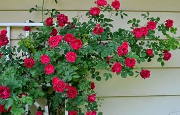 Green White Fern for Planting Hardy Variety Heirloom & GMO Free Seeds for Home Garden
 
 Sale for planting in home garden