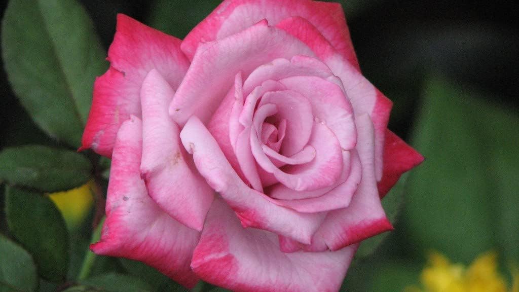 Pink (Pink White) seeds for planting in home garden