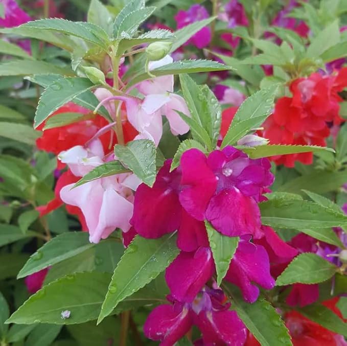 Mixed Balsam Flower seeds for Planting - Long Bloom Season, Heirloom & GMO Free Seeds for Home Garden
 
 Sale for planting in home garden