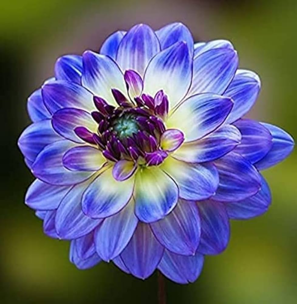 Dahlia Flower Seed For Planting Yellow Blue - Cultivate The Striking And Dahlias A Vibrant Garden