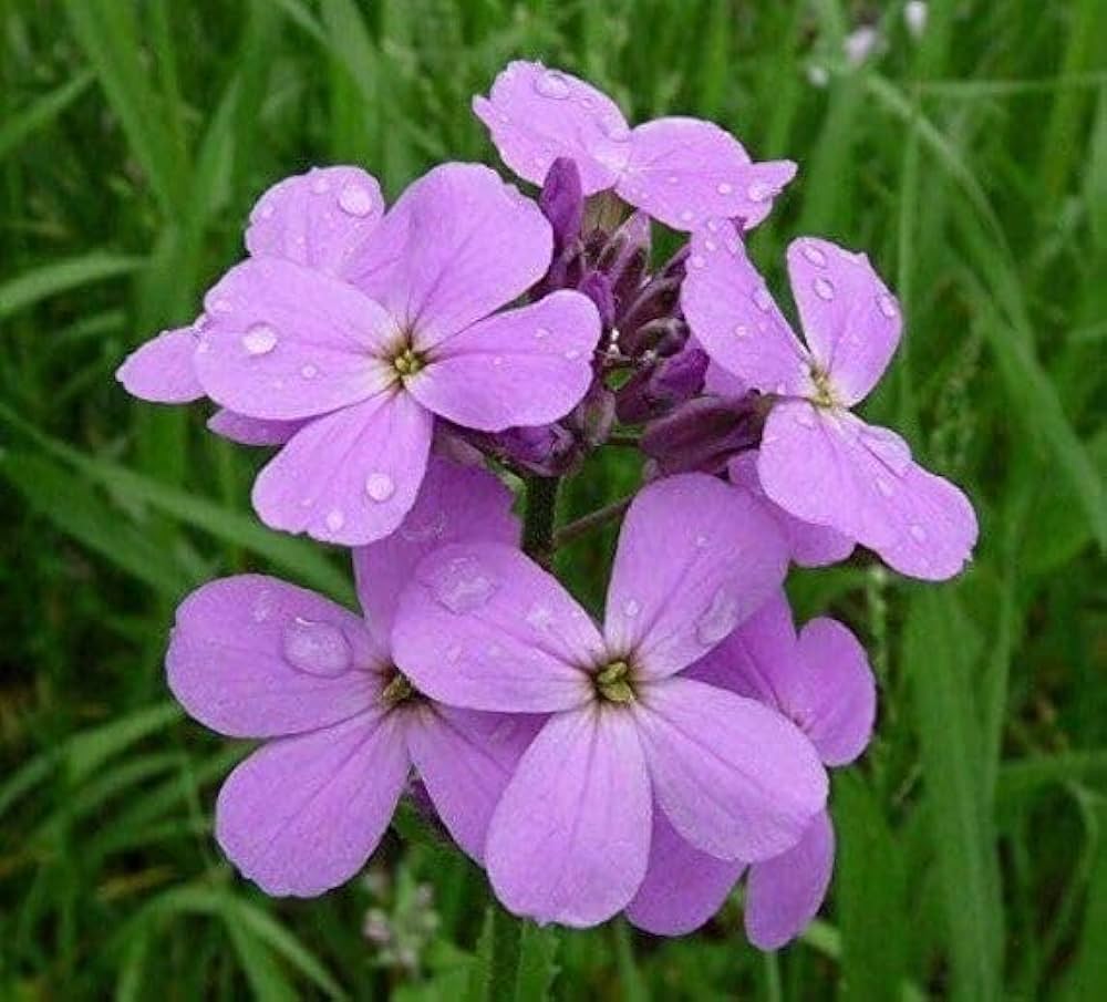 Dame's Rocket Hesperis matronalis for planting in flower bed