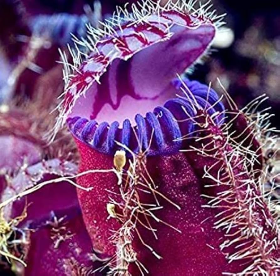 Venus Fly Trap Violet Flower seeds for Planting - Long Bloom Season, Heirloom & GMO Free Seeds for Home Garden
 
 Sale seeds for planting in home garden