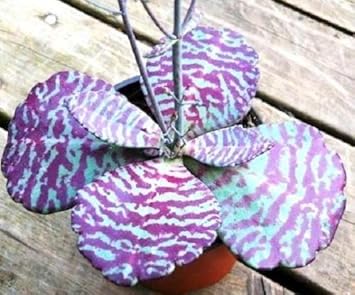 Purple White Kalanchoe Humilis Flower seeds for Planting Perfect for Borders Heirloom & GMO Free Seeds for Home Garden 
 
 Sale seeds for home garden planting