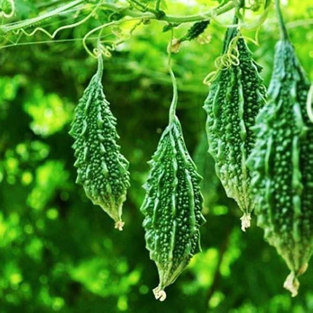 Karela Vegetable Seeds For Planting