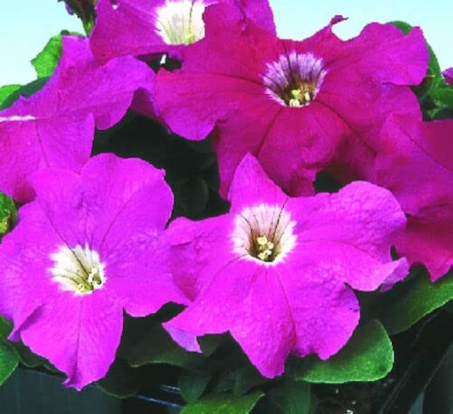 Floribunda Rose Rosa hybrida Logro for planting in home garden