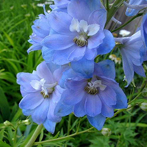 Sky Blue Larkspur Delphinium ajacis Seeds for planting in flower bed