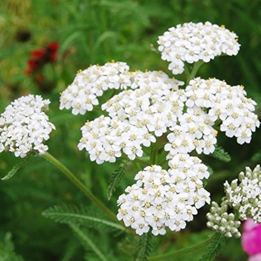 Purple Yarrow Achillea flower for perennial garden