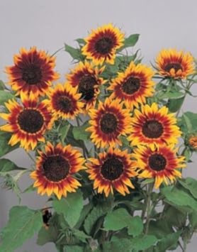 Yellow Red Sunflower Flower seeds for Planting - Fragrant Blossoms, Heirloom & GMO Free Seeds for Home Garden
 
 Sale for planting in home garden