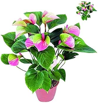 Rainbow Rose Flower Seeds for Planting – Easy to Grow Heirloom & NonGMO Home Garden Seeds
 
 Sale for planting in home garden