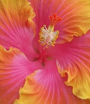 Orange Pink Hibiscus Flower seeds for Planting Hardy Variety Heirloom & GMO Free Seeds for Home Garden 
 
 Sale for planting in home garden