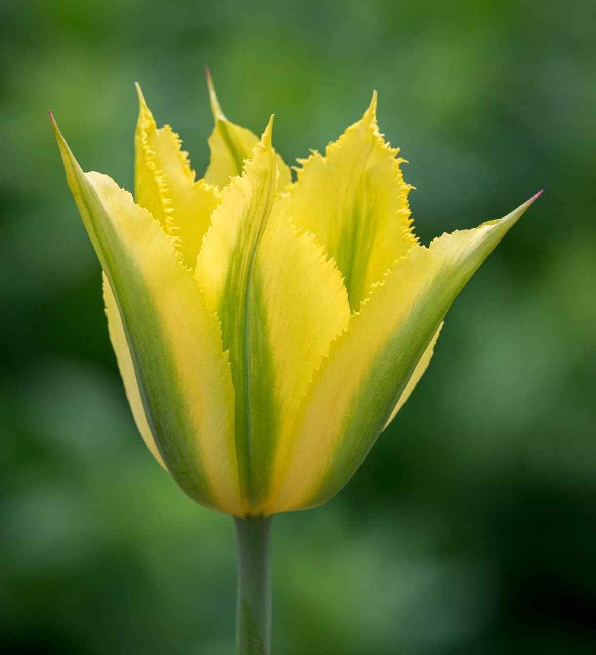 Yellow Green Tulip Flower seeds for Planting - Cottage Garden Essential, Heirloom & GMO Free Seeds for Home Garden
 
 Sale for planting in home garden.
