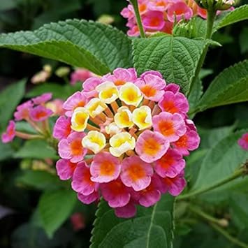 Pink Yellow Lantana Flower seeds for Planting - Wildflower Mix, Heirloom & GMO Free Seeds for Home Garden
 
 Sale seeds for planting in home garden