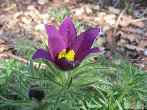 Violet Anemone Pulsatilla Vulgaris/Purple Pasque Flower Seeds Best Selling