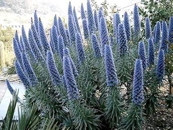 Blue Fastuosum Flower seeds for Planting - Easy to Grow, Heirloom & GMO Free Seeds for Home Garden
 
 Sale seeds for planting in home garden