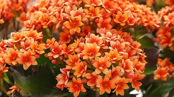 Red Yellow Kalanchoe Flower seeds for Planting Pollinator Friendly Heirloom & GMO Free Seeds for Home Garden 
 
 Sale seeds for home garden planting