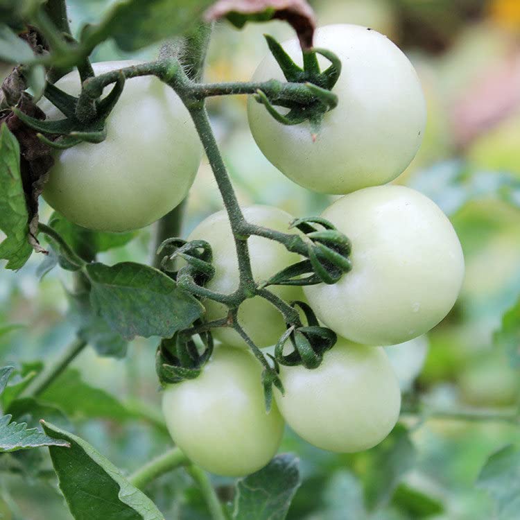 Organic White Wonder Heirloom Tomato Seeds
