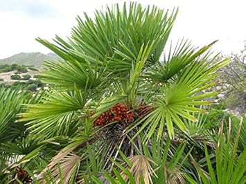 Chamaerops Humilis Tree Seeds For Planting