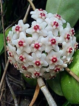 Sky Blue Pink Rose Flower Seeds for Planting Garden Favorite Heirloom & GMO Free Seeds for Home Garden
 
 Sale for planting in home garden