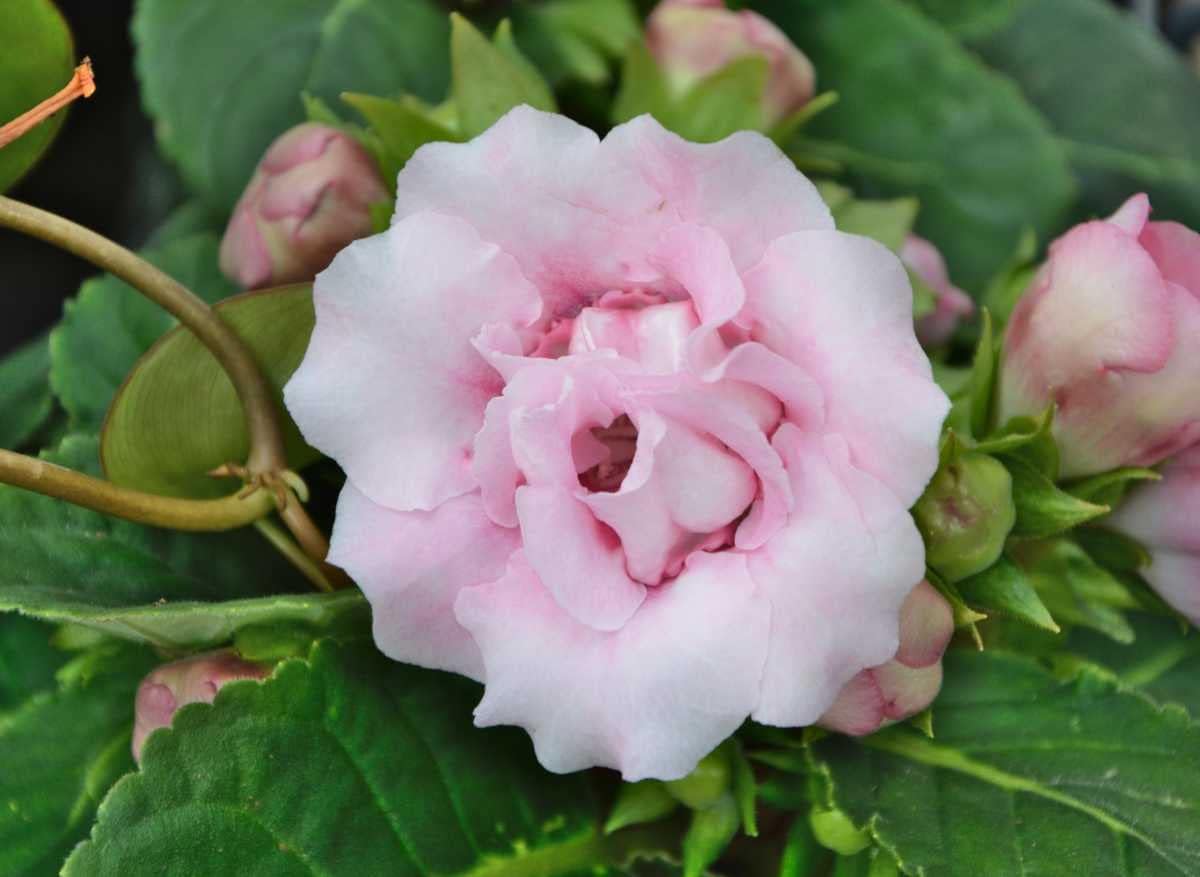 Gloxinia Seeds For Planting Beautiful Indoor Flowers Flower